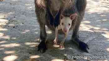 Festa allo zoo di Napoli, è nato Kristal, wallaby albino - La Repubblica