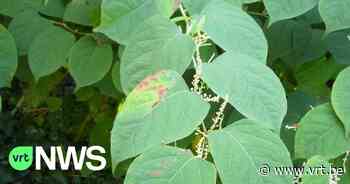 Stad Geel bestrijdt Japanse duizendknoop met nieuwe methode: "De plant heeft een bloedhekel aan schaduw" - VRT NWS