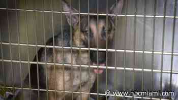 Looking For a Pet? Pets in Miami Dade Shelters Are Looking for a Forever Home