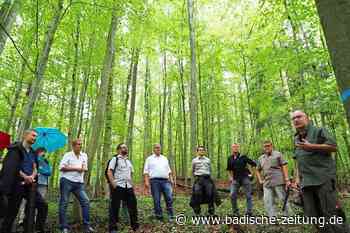 Im Kenzinger Wald wird gegen den Klimawandel ausgeforstet - Kenzingen - Badische Zeitung