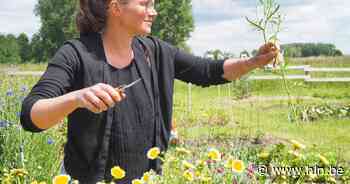 Bloemenplukweide paard&bloem viert eerste verjaardag met feestweekend en wandeling - Het Laatste Nieuws