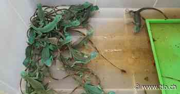 Più di cento animali vivi nelle valigie, arrestate - Ticinonline