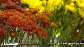 Floral Economy: Flower shops resume work in Beijing - CGTN