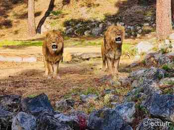 Gironde : le zoo du bassin d’Arcachon accueille trois lions d’Afrique du Sud - actu.fr
