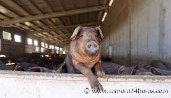 Nueva escalada de precios en la Lonja de Zamora - Zamora 24 Horas