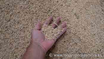 Lonja de Zamora: la cebada empieza a cotizar a 330 euros la tonelada - La Opinión de Zamora