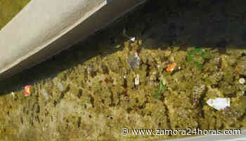 Zamora estrena pantano: denuncian la insalubridad que presenta la fuente de la Marina - Zamora 24 Horas