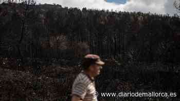 Declaradas zonas catastróficas las áreas de Zamora afectadas por los incendios - Diario de Mallorca