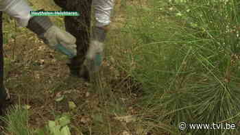 Binnenkort fietsen door eeuwenoude duinen in Molenheide? - TV Limburg