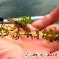 Hydrilla treatment in Aurora area of Cayuga Lake begins this week - The Citizen