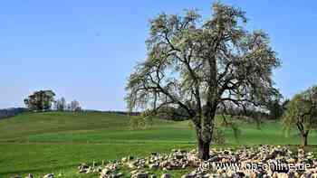 Wollige Naturpfleger: Schafe könnten bald die Streuobstwiesen in Maintal beweiden - op-online.de