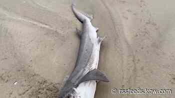 Shark washes ashore on Oregon Coast near Cannon Beach