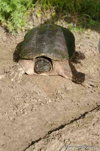 Turtles are on the move in Saskatchewan. Keep your eyes open - SaskToday.ca
