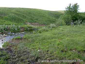 Native Prairie Appreciation in Saskatchewan - SwiftCurrentOnline.com - Local news, Weather, Sports, Free Classifieds and Job Listings - SwiftCurrentOnline.com