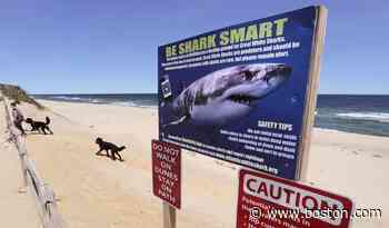 Truro beach shuts down due to white shark sighting - Boston.com