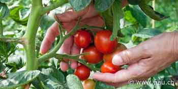 Statt viel auf einmal: Tomatenpflanzen regelmässig giessen - Nau.ch