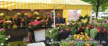 Traunstein: Rosentage beginnen am heutigen Freitag - Traunsteiner Tagblatt