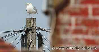 'Psycho seagulls' force family to be prisoners in their own home - Hull Live