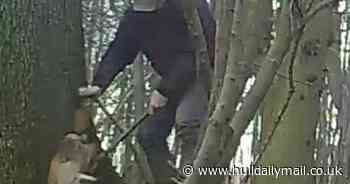Hunter caught stabbing fox with a pitchfork by secret camera - Hull Live