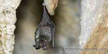 Maryland Zoo Adds 150 Bats, More Than Quadrupling Population - CBS Baltimore