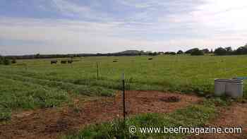 K-State beef cattle experts offer tips for reducing ranch expenses