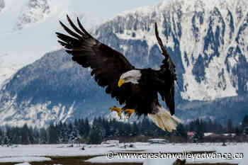 B.C. bald eagle nest success threatened amid avian influenza outbreaks - Creston Valley Advance