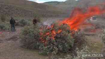 Indigenous fire keepers and ecologists say it's time to light a careful fire to calm wildfires