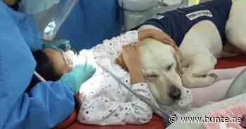 Seelentröster für verängstigte Kinder: Fellnase Aldo "arbeitet" beim Zahnarzt - BUNTE.de