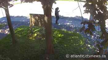 Saint John police search for assault suspect - CTV News Atlantic