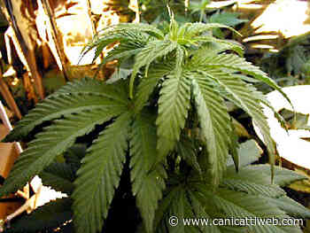 Piantagione di cannabis tra gli ortaggi, denunciato 56enne - Canicatti Web Notizie