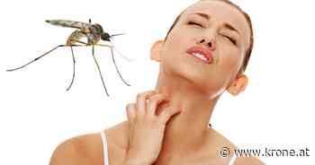 Ohne Chemie - Diese einfache Methode hält die Gelsen fern - Kronen Zeitung