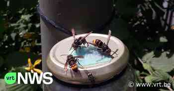 Bijeninstituut op zoek naar Aziatische hoornaars in Sterrebeek, Leuven, Herent, Asse en Weerde - VRT NWS