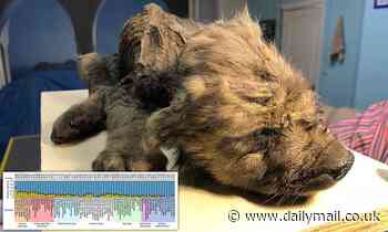 Analysis suggests dogs trace their ancestry to TWO separate populations of Ice Age wolves