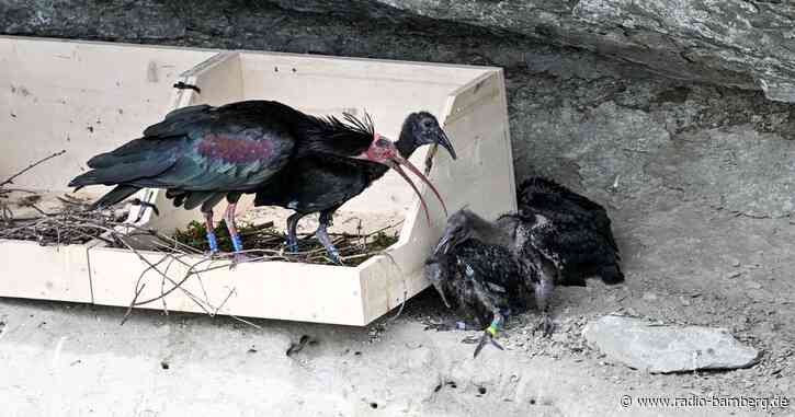 Nur ein Nest der Waldrappe bleibt an Felswand am Bodensee