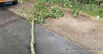 Bamberg: "Grünastabbrüche" - wenn vitale Äste im Sommer plötzlich abbrechen