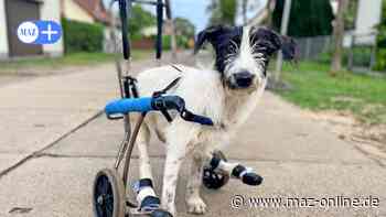 Rathenow: Olaf Piritz baut Rollstühle und Prothesen für Tiere - Rolli-Hund Frieda such t neues Zuhause - Märkische Allgemeine Zeitung