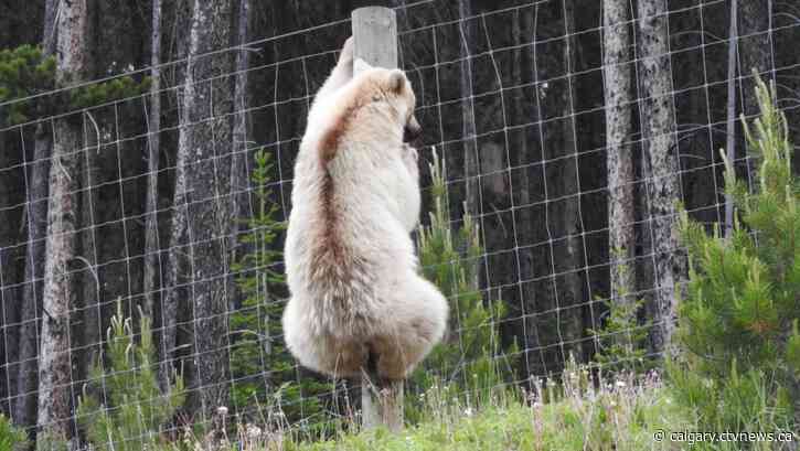 Rare white grizzly 'Nakoda' relocated away from Trans-Canada Highway