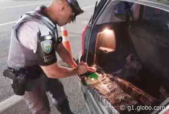 Motorista é preso com 55 tijolos de maconha em rodovia de Boituva - Globo