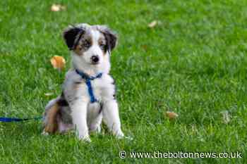 Three dog-friendly botanic gardens near Bolton named among best in the North- See the list - The Bolton News