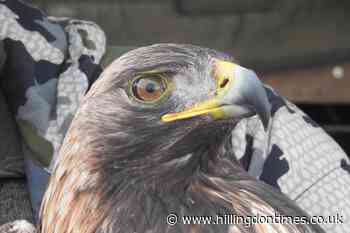 Golden eagle conservation project wins renowned ecology award - Hillingdon Times