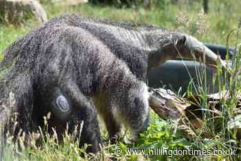 Giant anteater diagnosed with type 1 diabetes at zoo - Hillingdon Times