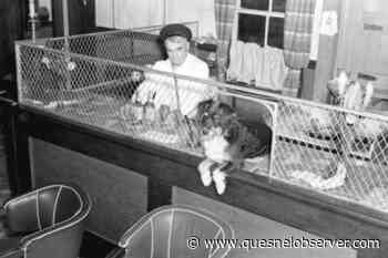 Bowser plans birthday celebration for Mike, B.C.’s famous bartending dog - Quesnel - Cariboo Observer