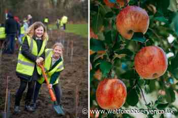 Watford schools can apply for free fruit trees