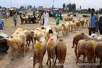 Sale of sacrificial animals - Greater Kashmir