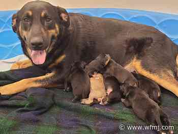Angels for Animals searching for foster after dog & 7 puppies surrendered - WFMJ