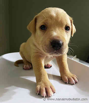 PHOTOS: Mother dog leads SPCA officials to newborn pups at Agassiz property