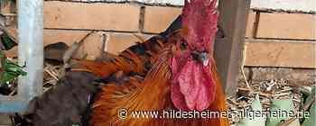 Warum ein Hahn in Hildesheim zum Störenfried wurde - www.hildesheimer-allgemeine.de