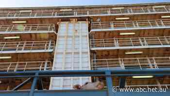 Cattle market chaos in Indonesia as foot-and-mouth disease spreads and live exports stall