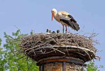 Erfolgreiche Storchenbrut in Waldenburg | blick.de - Westsachsen - Blick.de