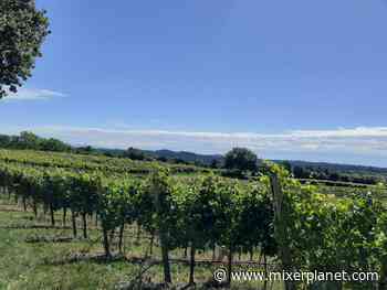 Vino, Garda Doc: un potenziale da 20 milioni di bottiglie - Mixer Planet